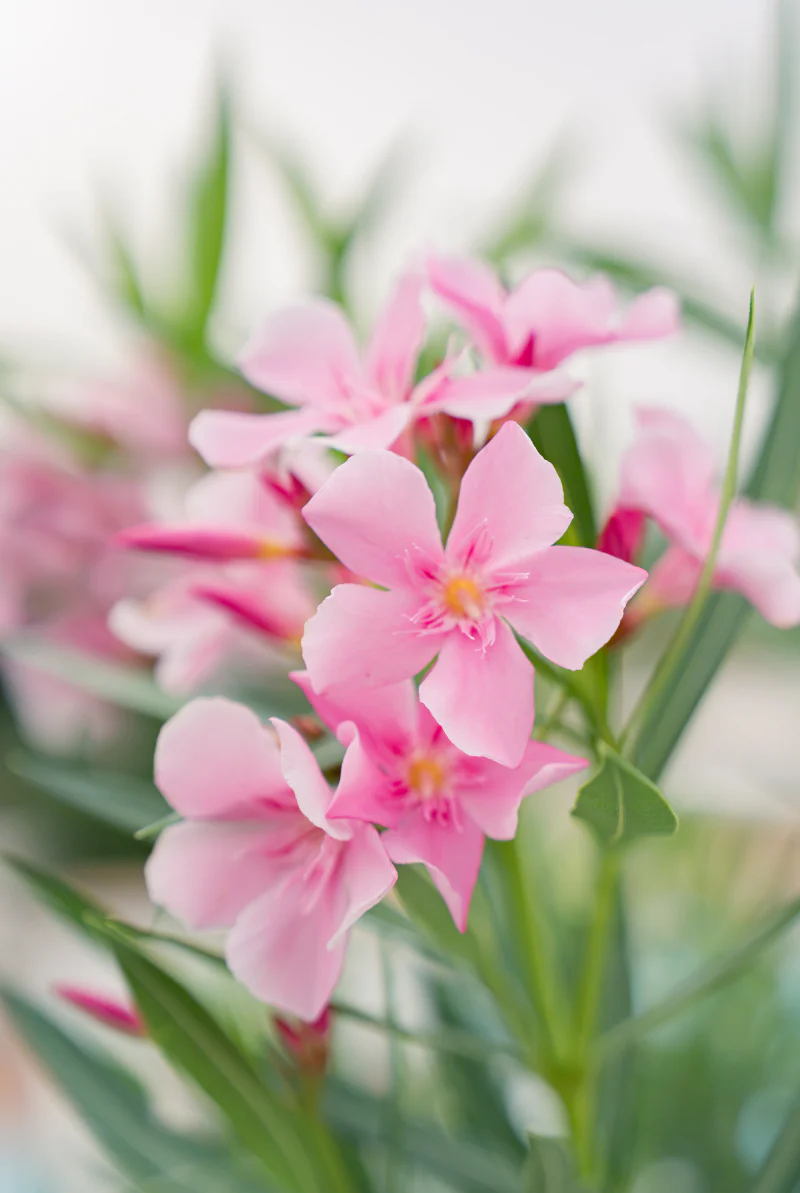 Pink oleander flowers in soft focus