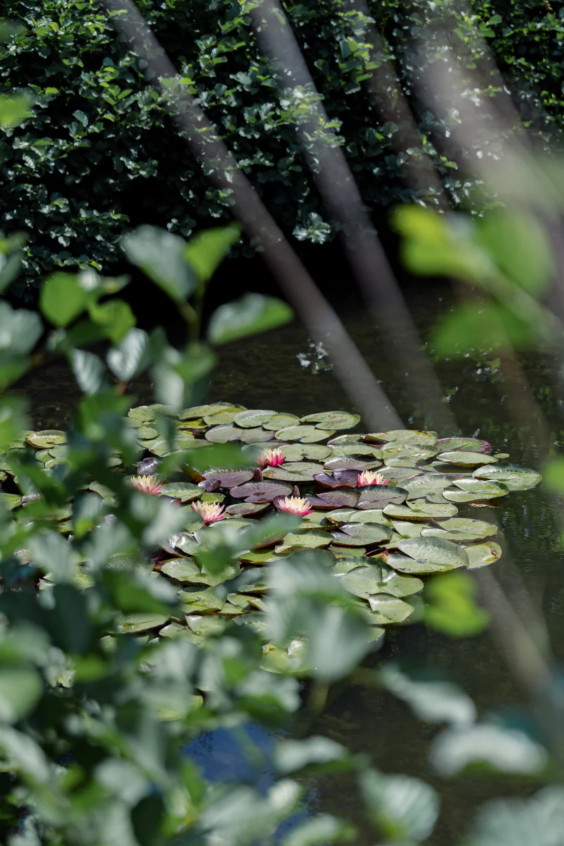 Water lilies in a garden pond
